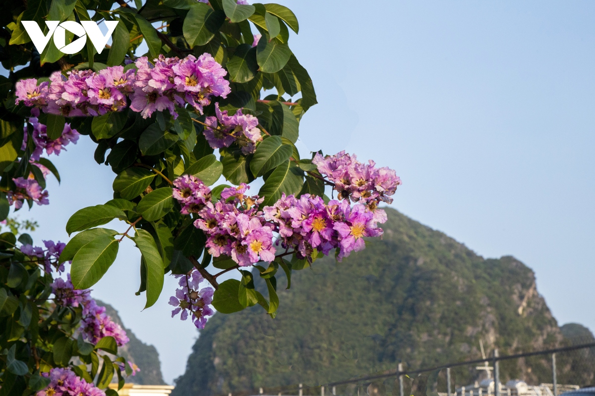 Hoa bằng lăng bung nở, nhuộm tím phố biển Hạ Long