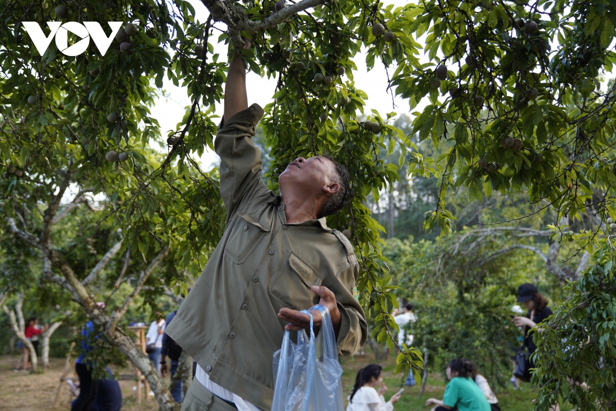 man bac ha vao mua, nong dan phan khoi vi duoc gia hinh anh 3