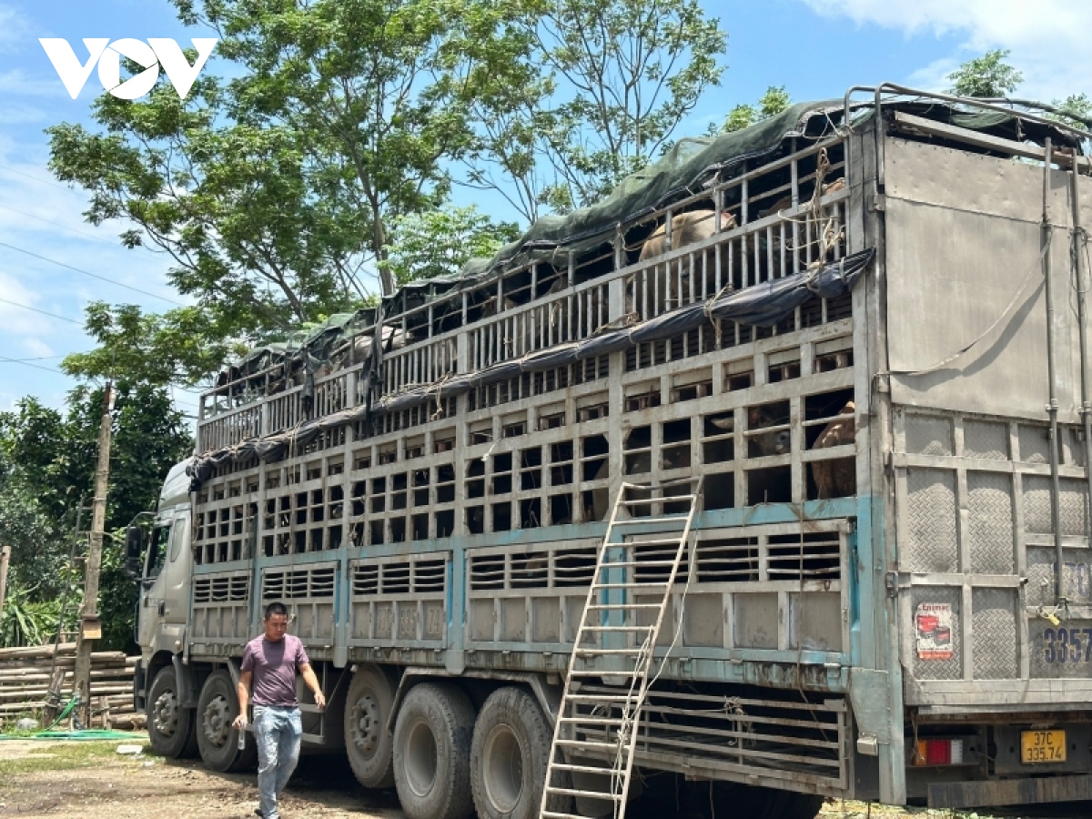 cong an cao bang tam giu 150 con trau khong ro nguon goc, xuat xu hinh anh 2