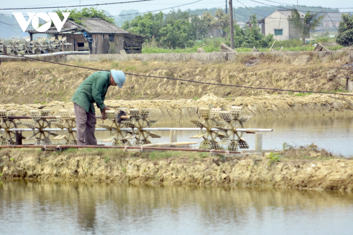 lo ngai nguon nuoc song o nhiem, nguoi nuoi tom khong dam tha nuoi hinh anh 2