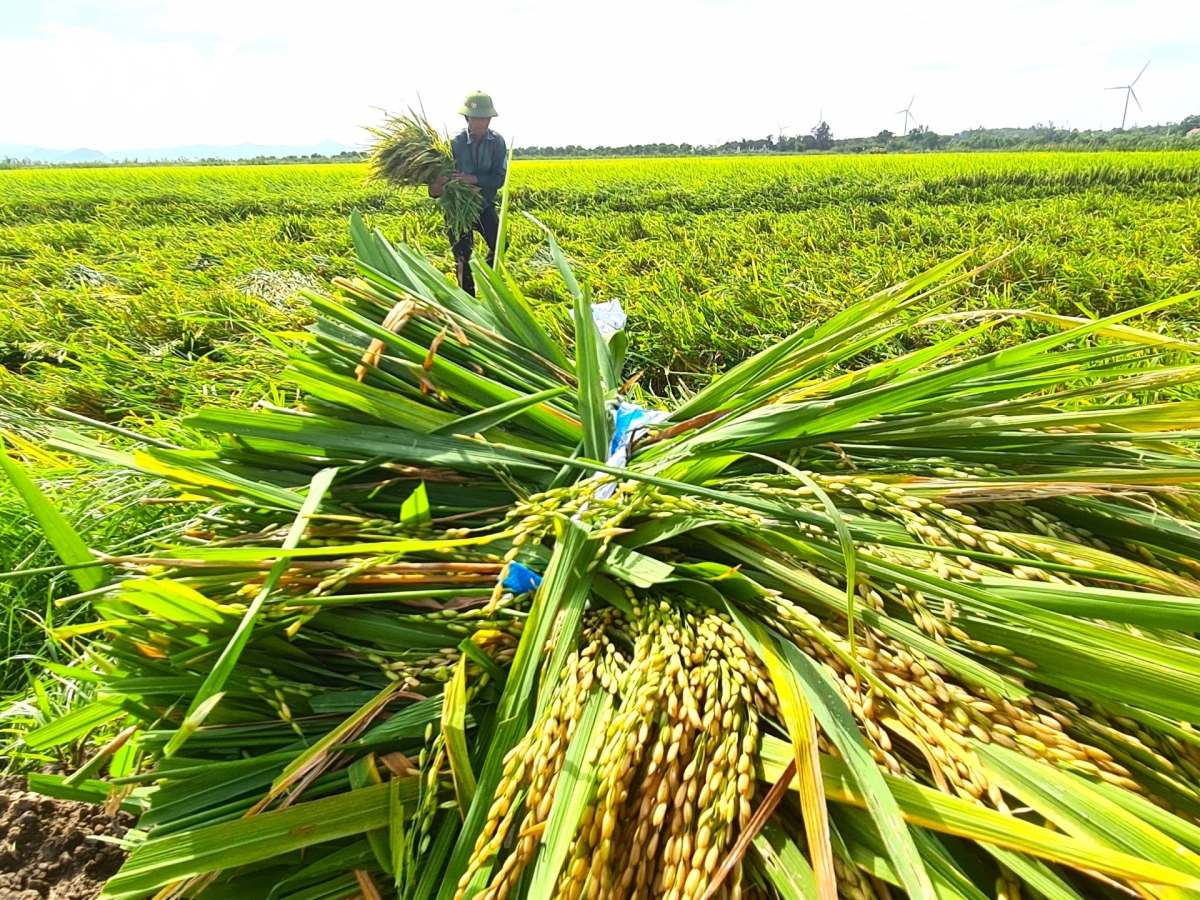 Dông lốc dữ dội, nông dân Quảng Bình ngậm ngùi gặt lúa nửa xanh ...