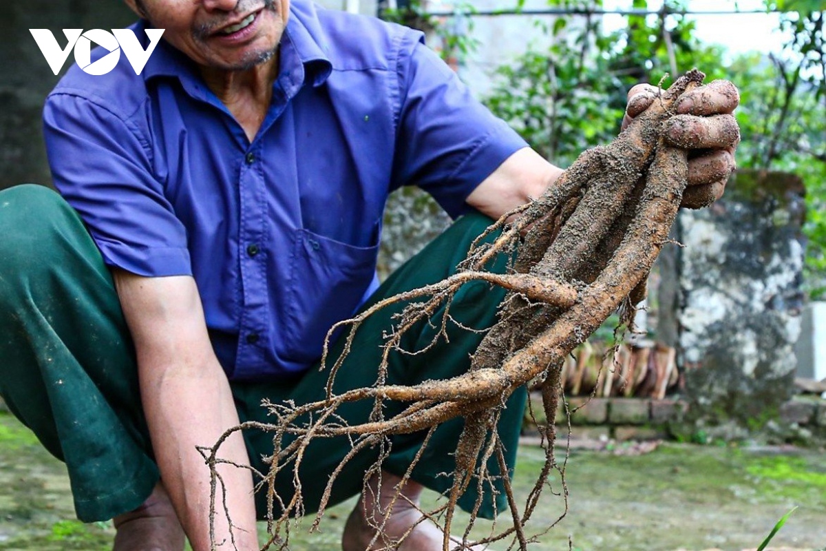 nông dân ở bắc giang đổi đời nhờ trồng thần dược sâm nam núi dành hình ảnh 3 nong dan o bac giang doi doi nho trong than duoc sam nam nui danh hinh anh 3