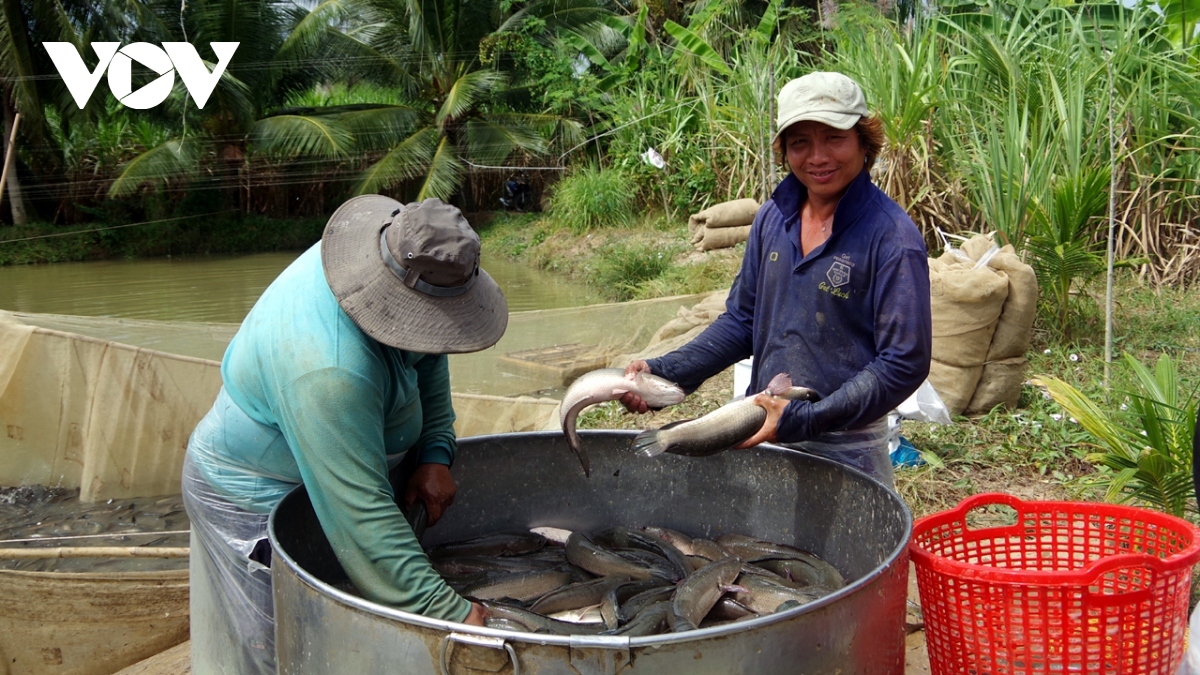 gia ca loc tang cao giup nong dan tra vinh lai dam hinh anh 1