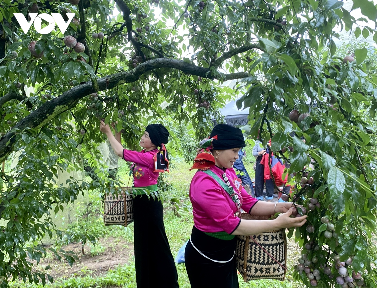 Tới Sơn La trải nghiệm Điểm đến thiên nhiên khu vực hàng đầu thế giới