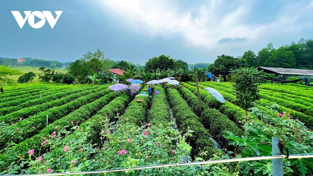 Vùng nguyên liệu đạt chuẩn làm gia tăng giá trị nông sản