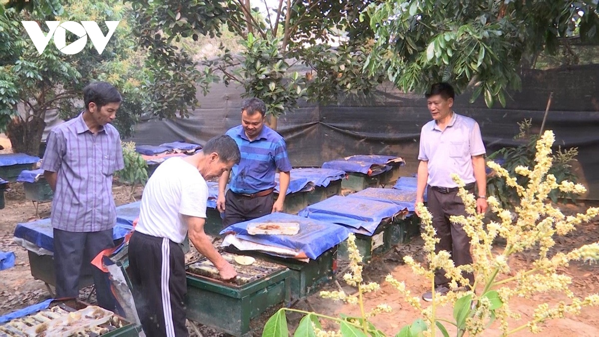 mat ong hoa nhan - san pham ocop 4 sao noi tieng cua song ma hinh anh 2