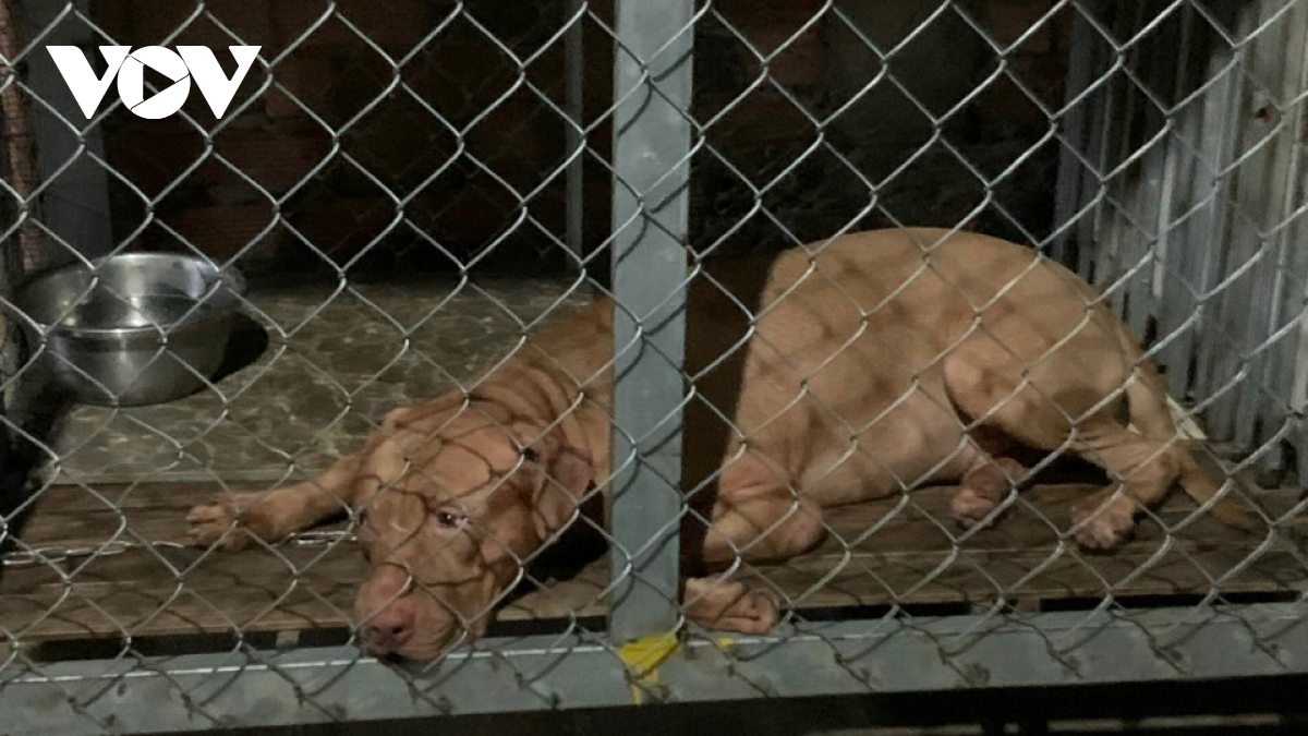 Mẹ bị chó Pitbull của con gái cắn tử vong