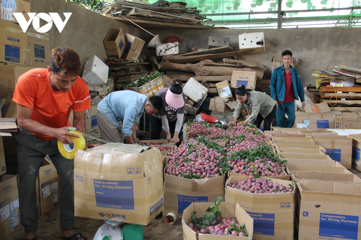 ket noi, quang ba san pham, thuong hieu xoai yen chau hinh anh 10