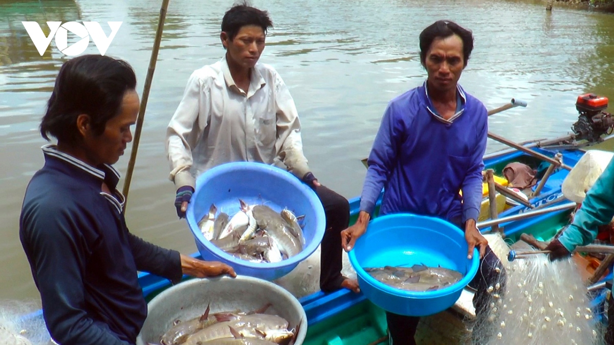 Nghề săn cá vồ chó của người dân Cà Mau