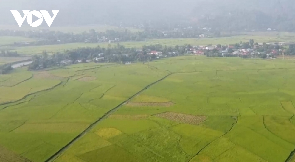 buoc tien moi cho san xuat lua tren dat phu yen hinh anh 1