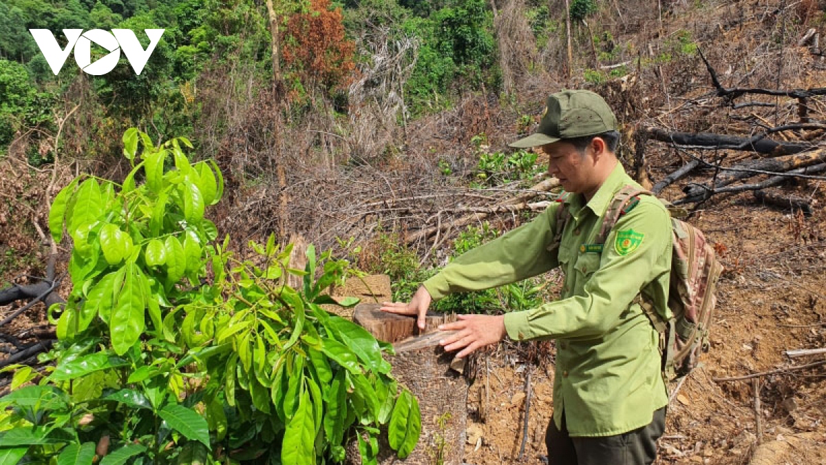 lam ro vu rung tu nhien o huyen mien nui an lao bi pha hinh anh 1