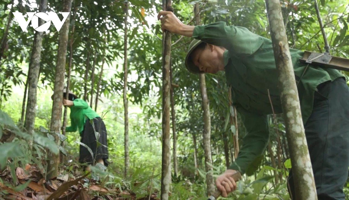 chuyen giai phong mat bang 0 dong o mien nui yen bai hinh anh 1