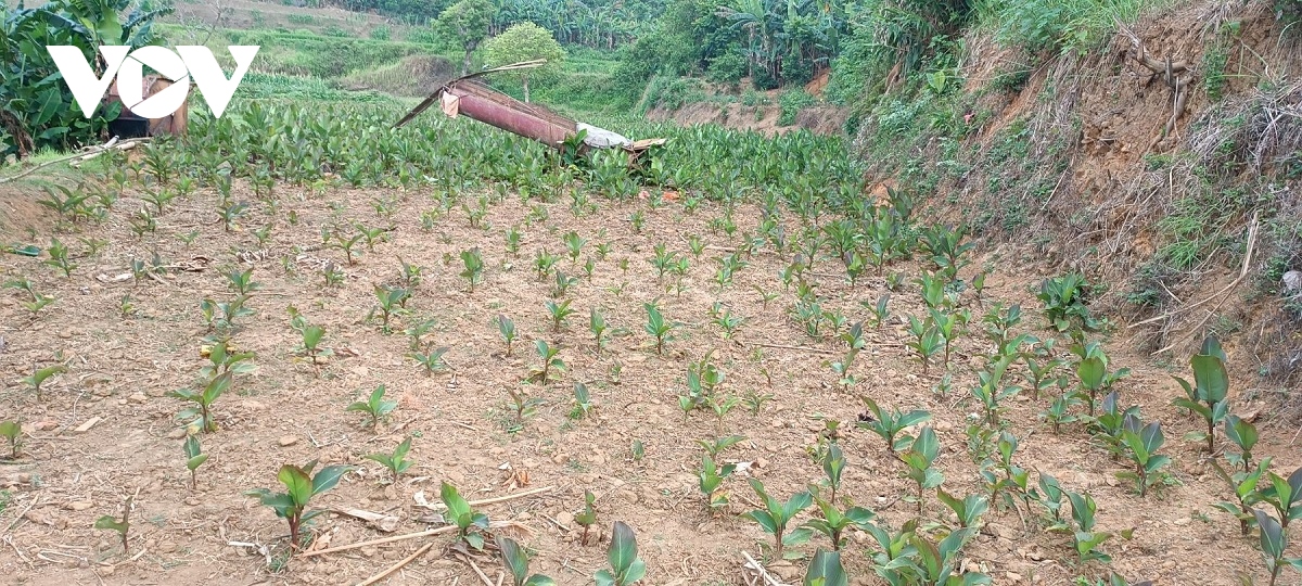 bac kan, cao bang nhieu dien tich cay trong bi anh huong do nang han hinh anh 4