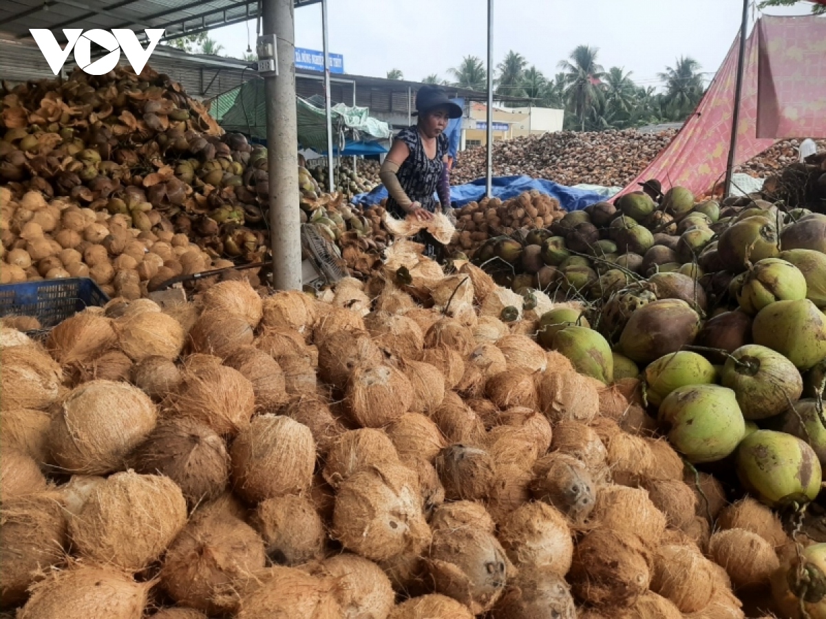 tich cuc thao go kho khan de som phuc hoi nganh dua o ben tre hinh anh 2