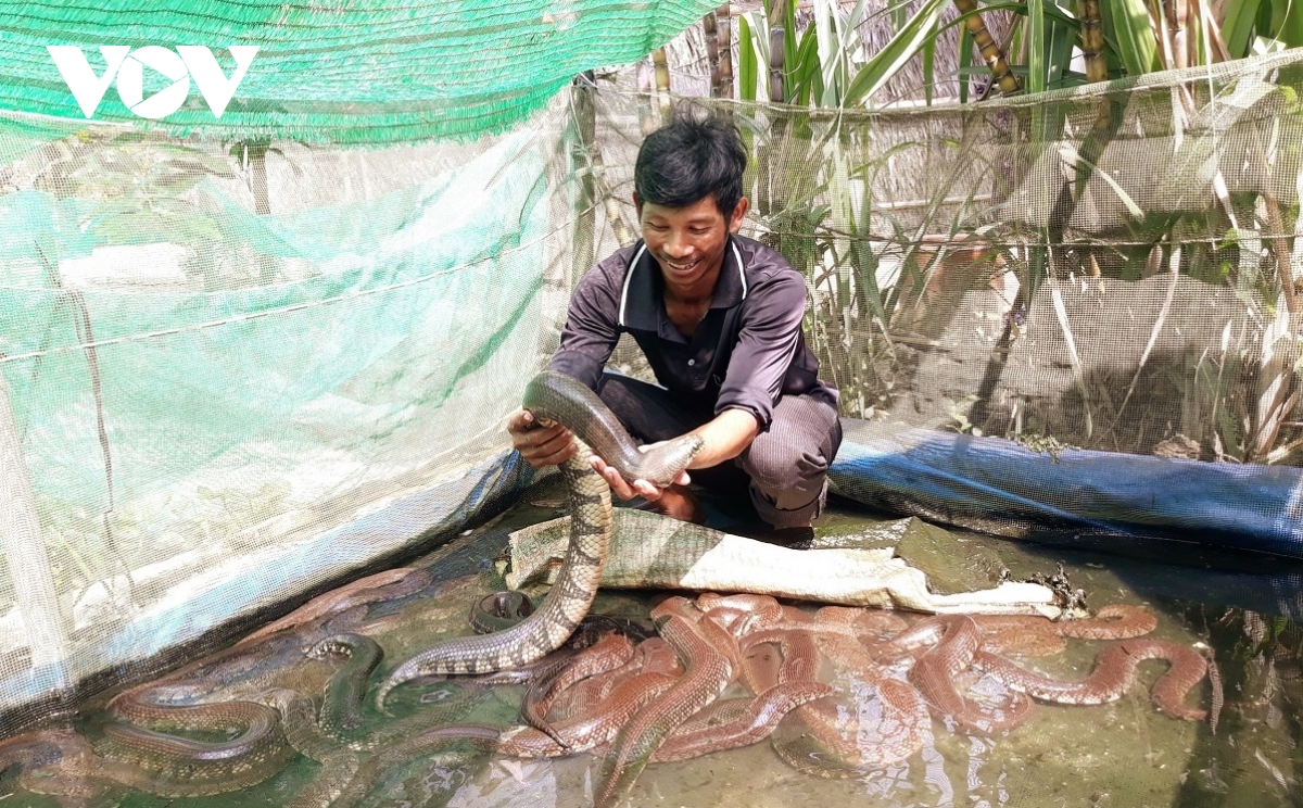 anh nong dan khmer thanh cong voi mo hinh da dang vat nuoi, cay trong hinh anh 1