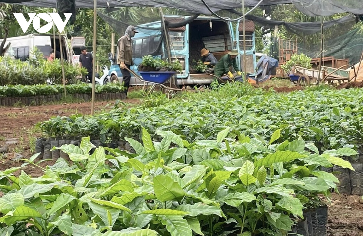 Cà phê nhân Tây Nguyên lập đỉnh giá, cà phê giống "cháy hàng"