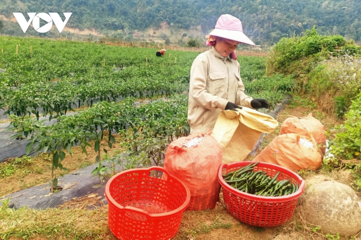 lai chau loai cay trong thu nhap gap 5 lan trong ngo, lua hinh anh 1