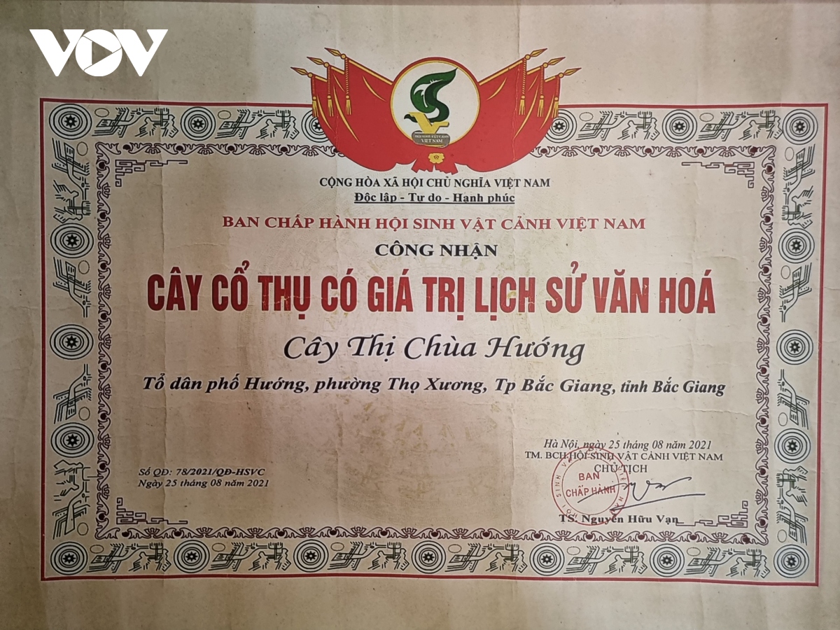 Doc la cay thi hon 300 tuoi o bac giang hinh anh 9