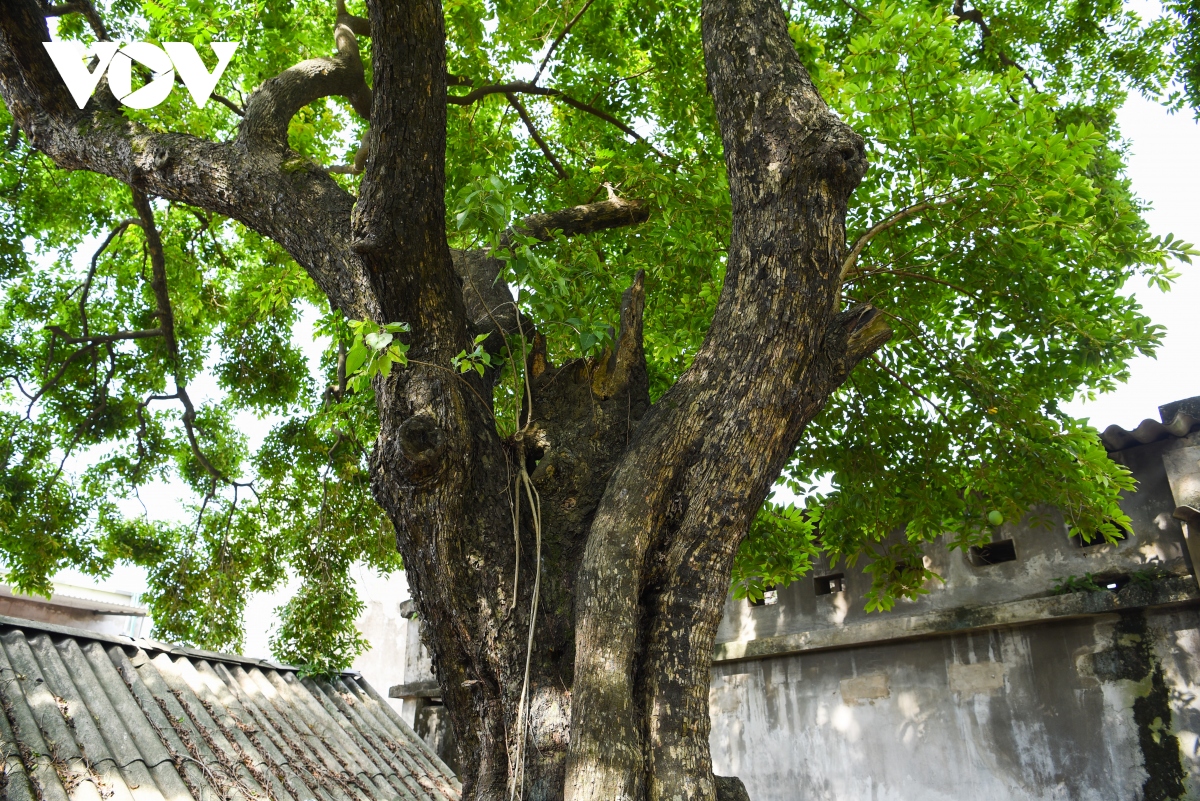 Doc la cay thi hon 300 tuoi o bac giang hinh anh 3