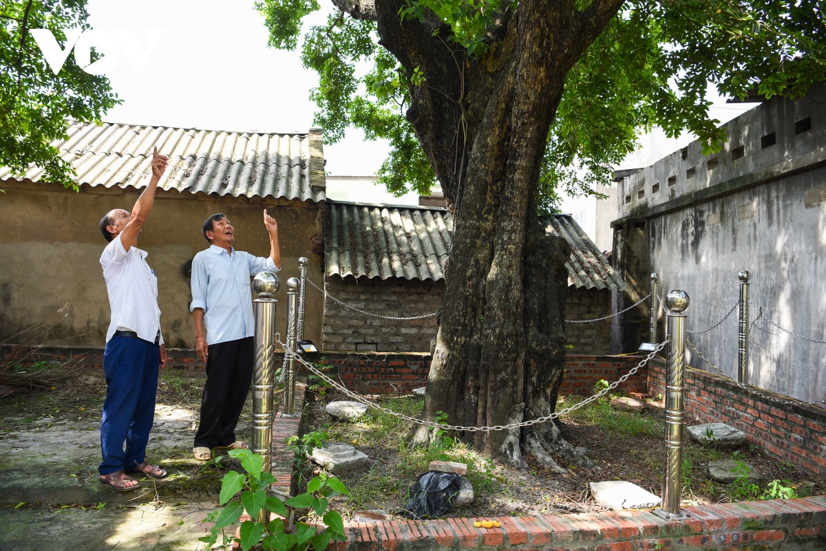 Doc la cay thi hon 300 tuoi o bac giang hinh anh 8