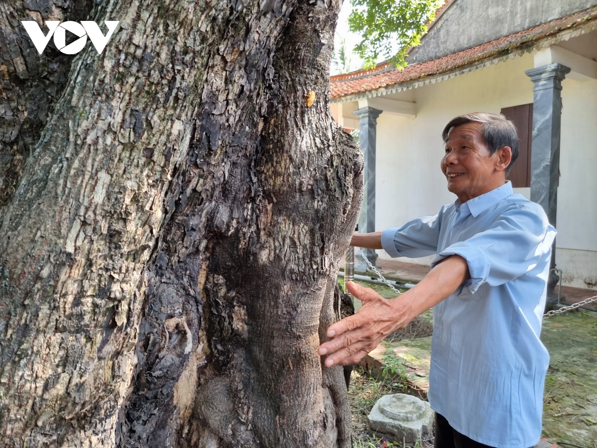 Doc la cay thi hon 300 tuoi o bac giang hinh anh 6