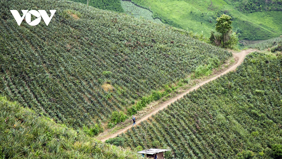 dua mat o pu lau vao chinh vu hinh anh 1