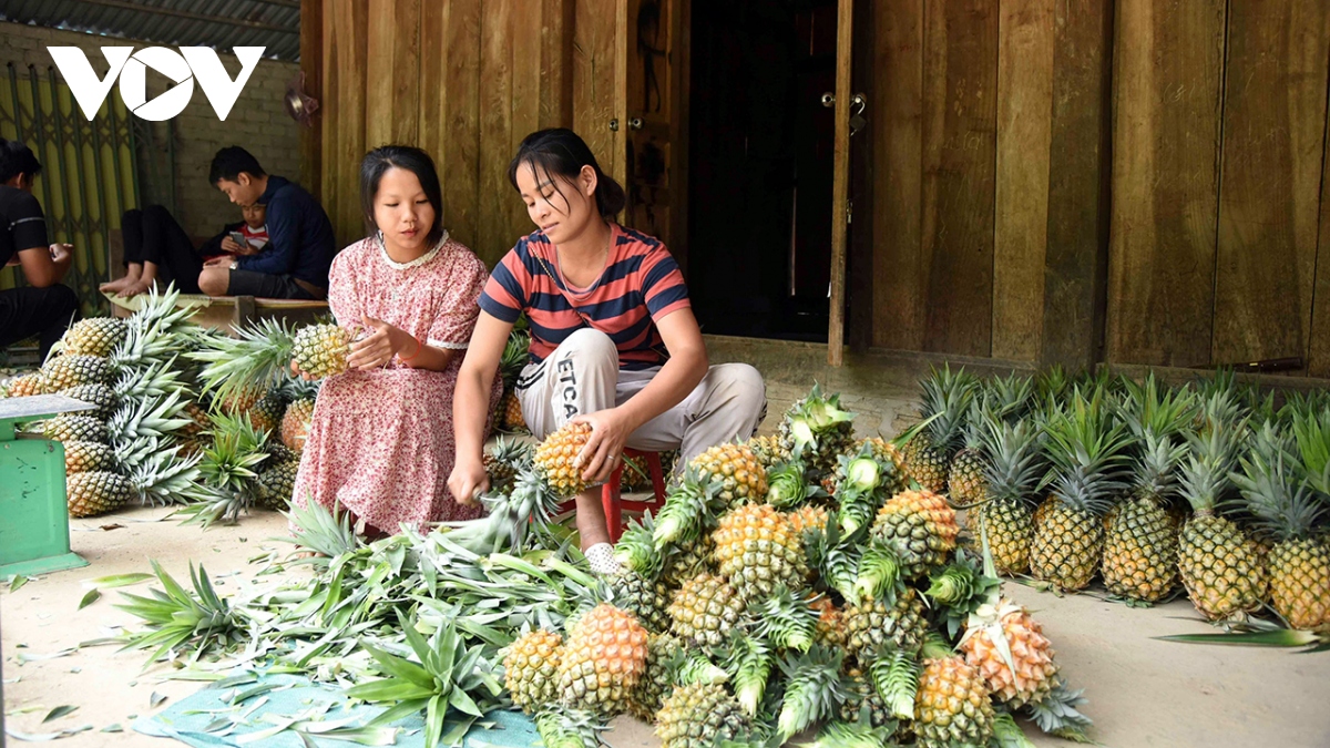 Dứa mật ở Pu Lau vào chính vụ