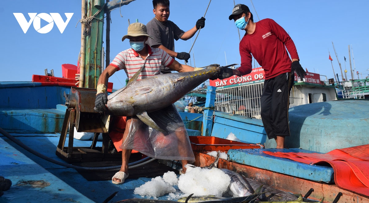 Tuna exports to Israel skyrocket by 83%