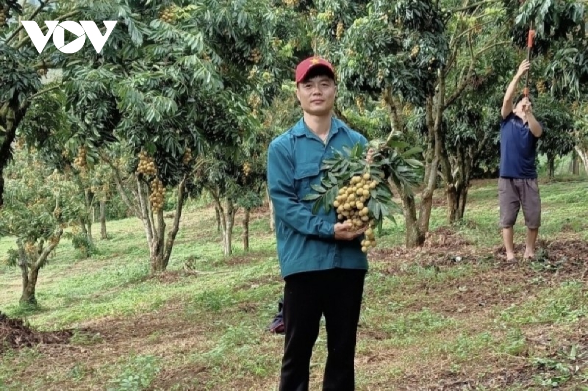 tieu thu xoai va nhan o son la gap kho hinh anh 2