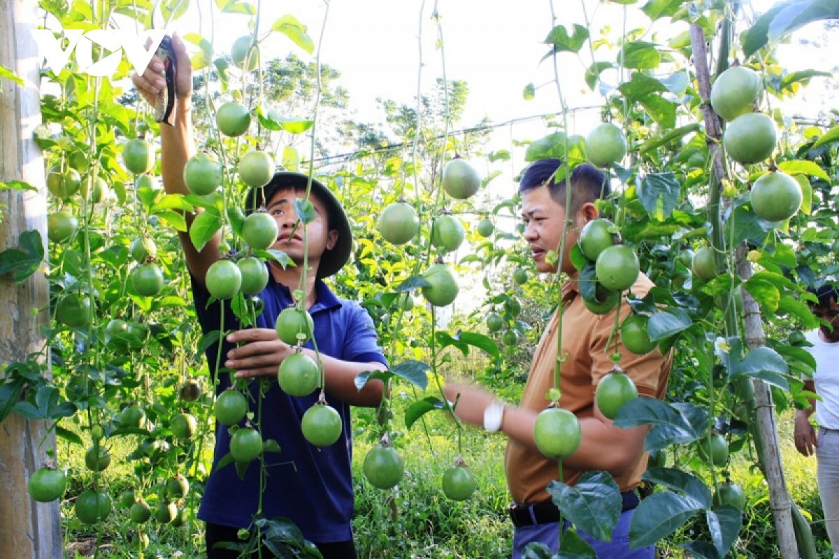 lai chau loai cay trong thu nhap gap 5 lan trong ngo, lua hinh anh 4