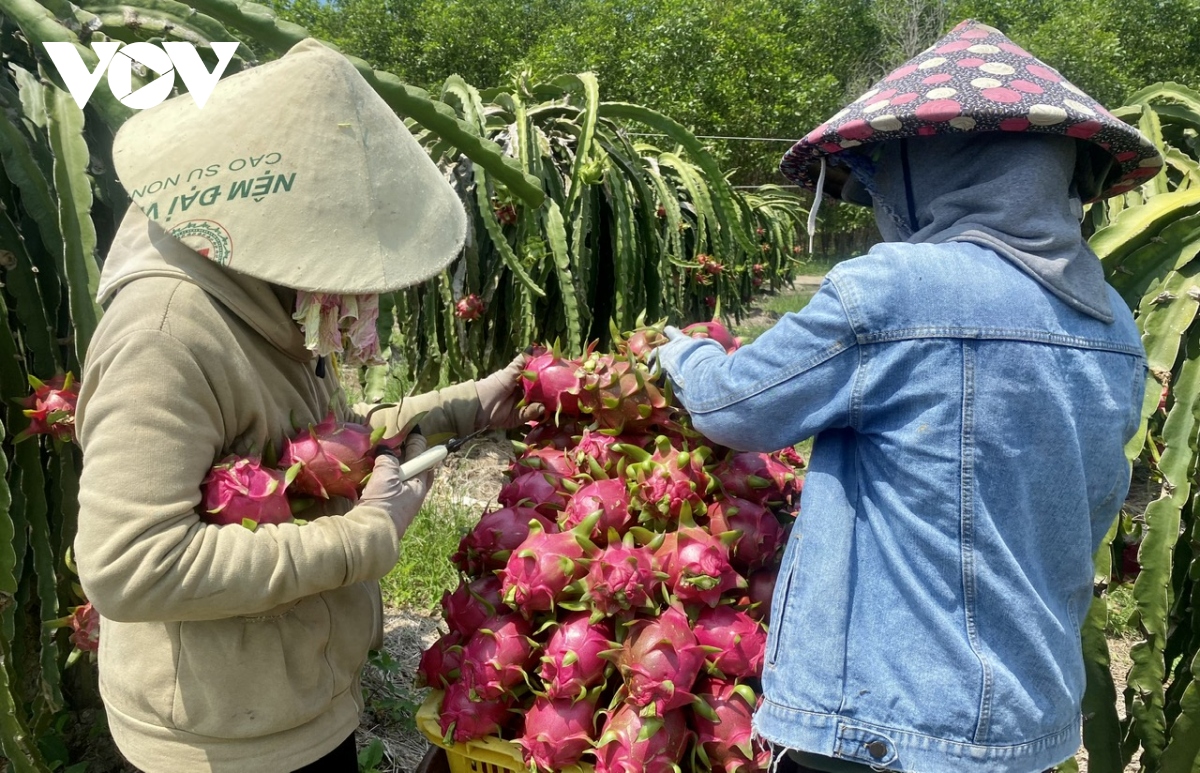 thanh long chin rung do vuon, nong dan chiu lo kep hinh anh 2