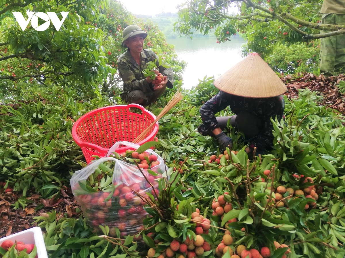 bac giang tieu thu vai thieu gan voi quang ba thuong hieu hinh anh 2