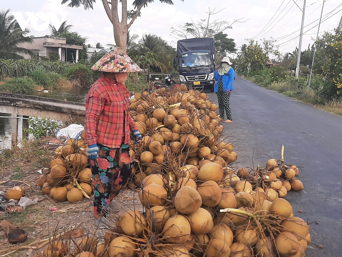 Hình ảnh Trái Dừa PNG Vector PSD và biểu tượng để tải về miễn phí   pngtree