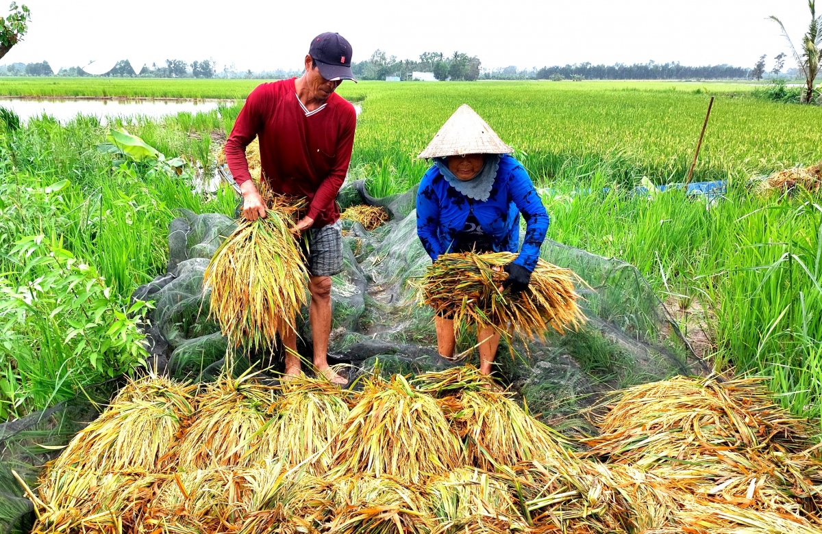 nguoi dan ca mau ngam nuoc, vot tung bong lua ngap hinh anh 1