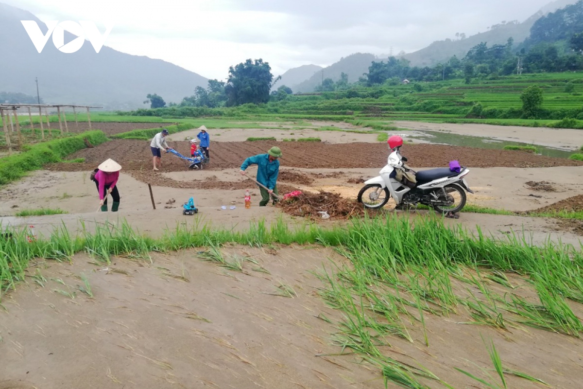 nong dan lai chau tap trung khoi phuc san xuat sau thien tai hinh anh 2