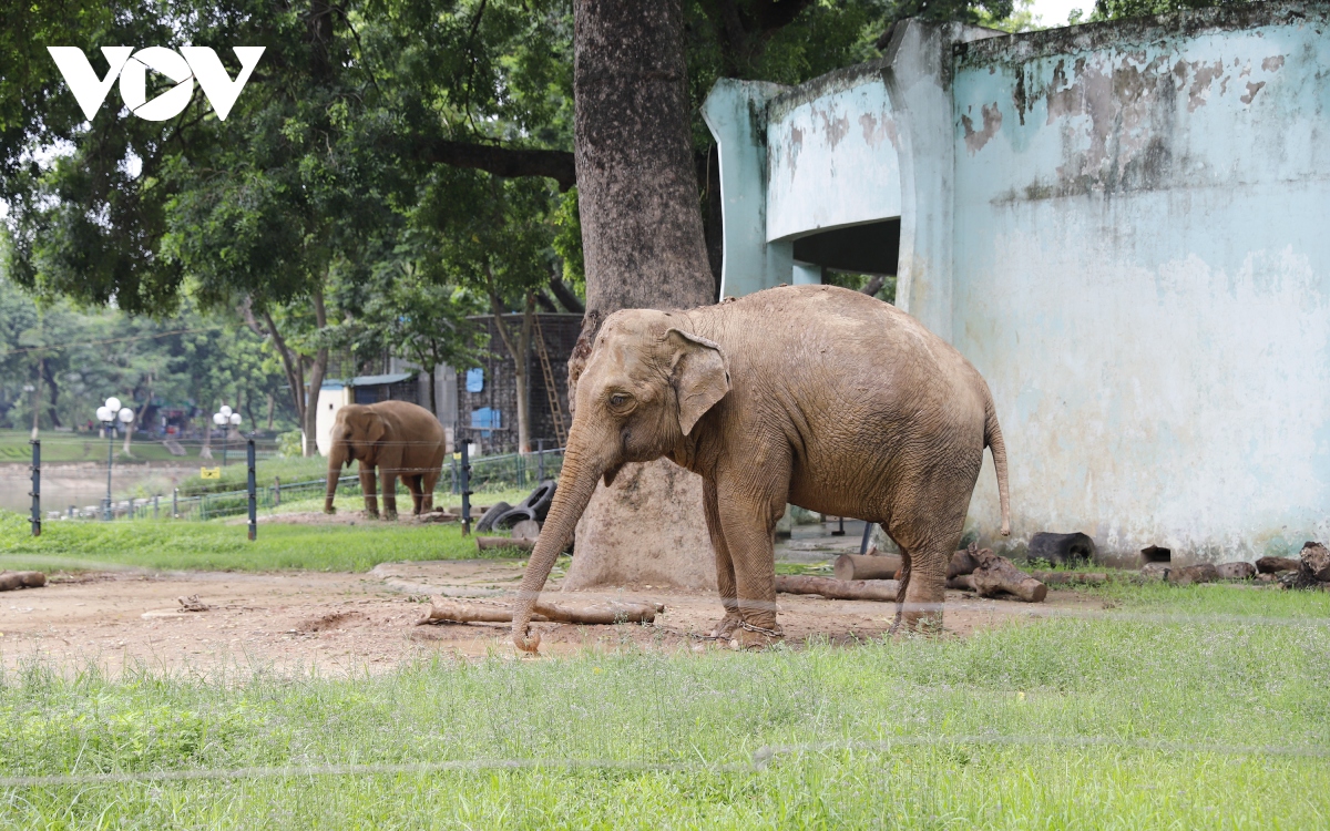 Mua thú bông hình con voi nhồi bông cho bé (kích thước 65cm) - hồng tại  THỊNH PHÁT SHOP | Tiki