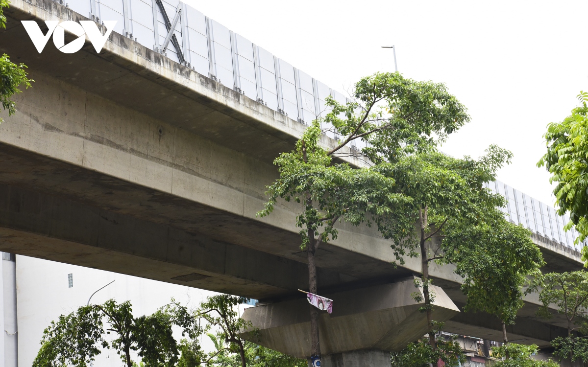 hang loat cay xanh ha noi kho phat trien vi dung tran duong tren cao hinh anh 8