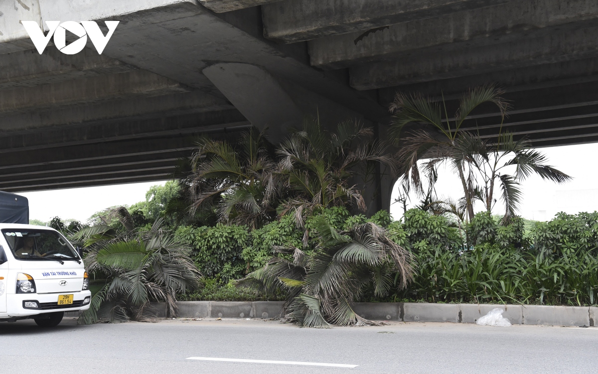 hang loat cay xanh ha noi kho phat trien vi dung tran duong tren cao hinh anh 11