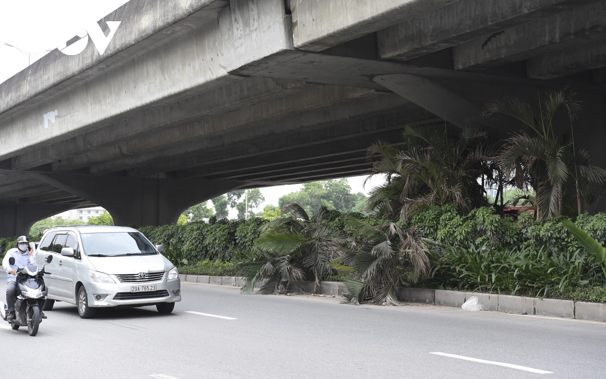 hang loat cay xanh ha noi kho phat trien vi dung tran duong tren cao hinh anh 12