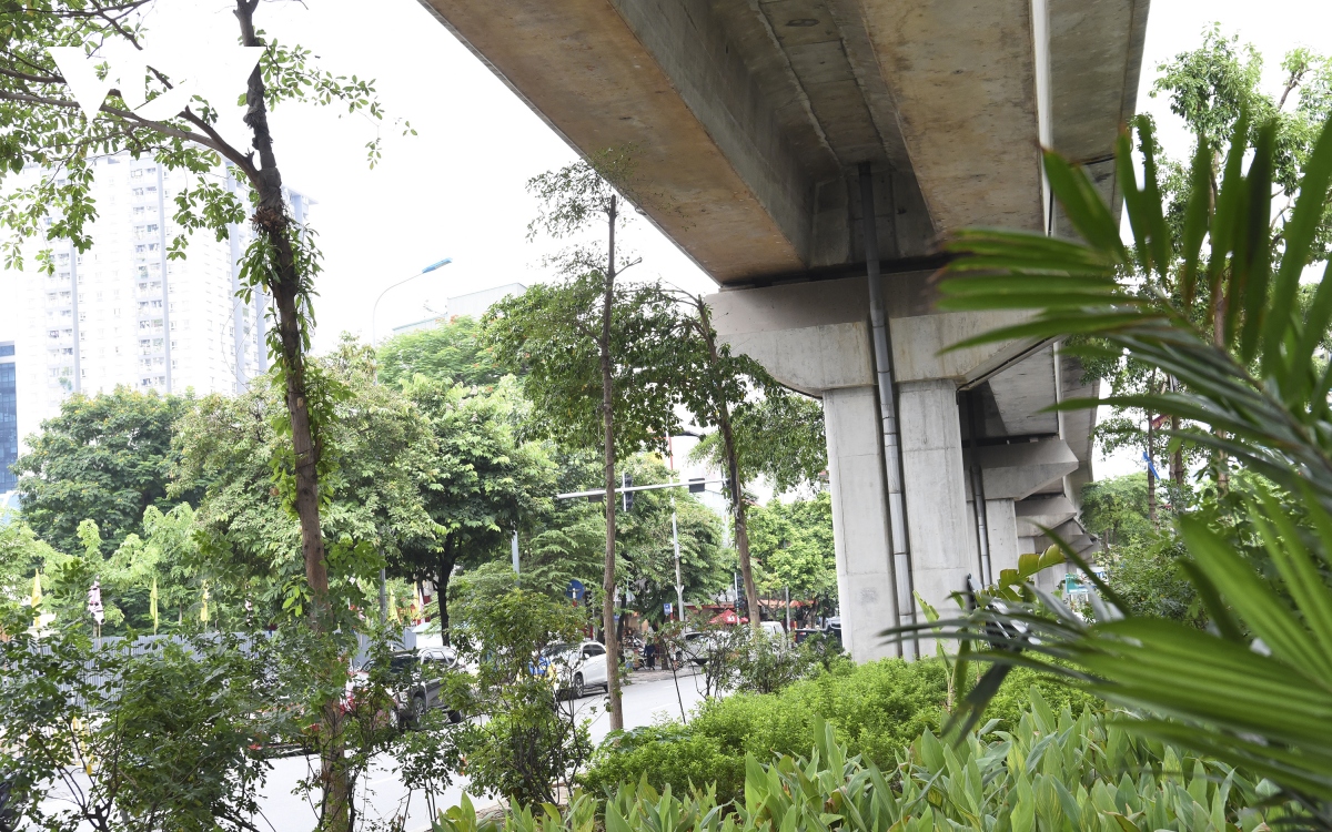 hang loat cay xanh ha noi kho phat trien vi dung tran duong tren cao hinh anh 6