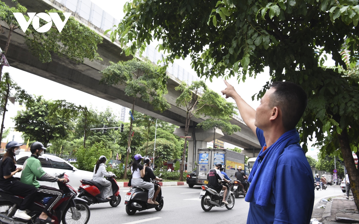 hang loat cay xanh ha noi kho phat trien vi dung tran duong tren cao hinh anh 4