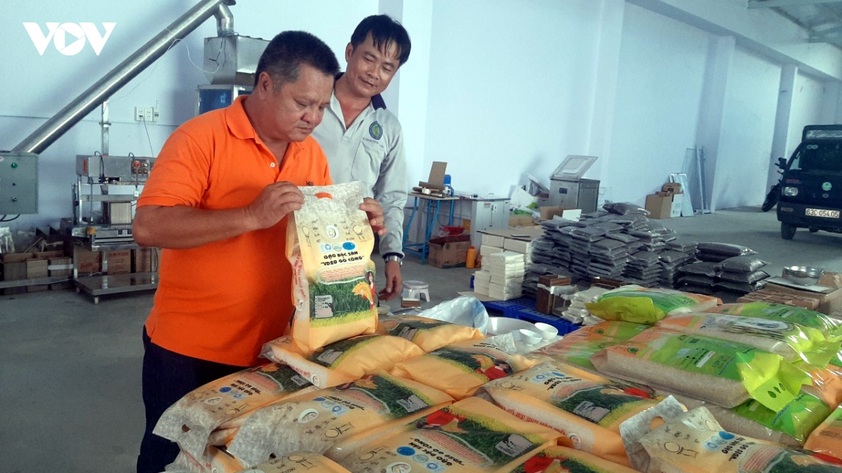 gia lua vu he thu o tien giang tang gan 2.000 dong kg hinh anh 2