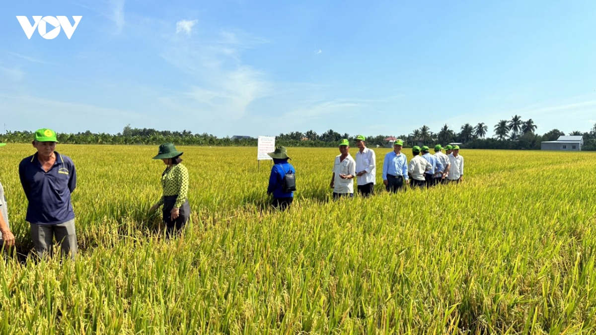 gia lua vu he thu o tien giang tang gan 2.000 dong kg hinh anh 1