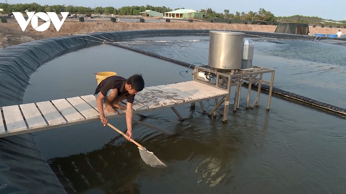 Tôm nuôi ở Trà Vinh bị thiệt hại nặng do thời tiết bất thường