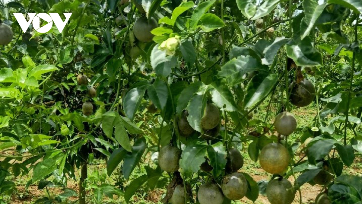 Giá chanh dây xuống thấp, người Đắk Lắk bỏ chín không thu hoạch