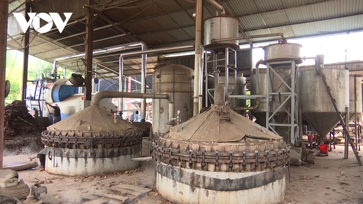 tinh dầu quế khó tiêu thụ, nhiều doanh nghiệp lao đao hình ảnh 1 tinh dau que kho tieu thu, nhieu doanh nghiep lao dao hinh anh 1