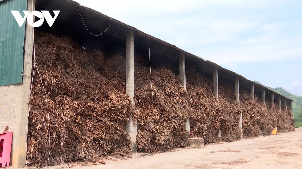 tinh dầu quế khó tiêu thụ, nhiều doanh nghiệp lao đao hình ảnh 2 tinh dau que kho tieu thu, nhieu doanh nghiep lao dao hinh anh 2