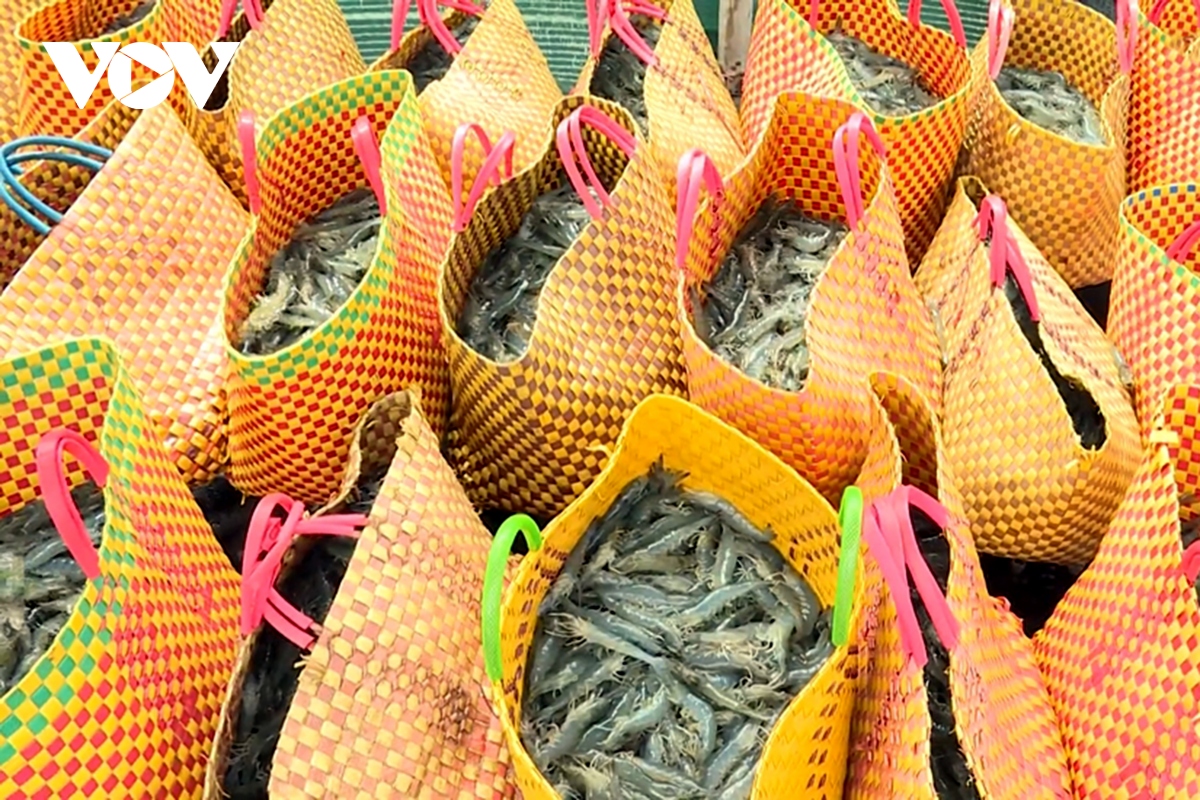 giá tôm bắt đầu tăng nhẹ, người nuôi vẫn e dè chưa dám thả giống hình ảnh 2 gia tom bat dau tang nhe, nguoi nuoi van e de chua dam tha giong hinh anh 2