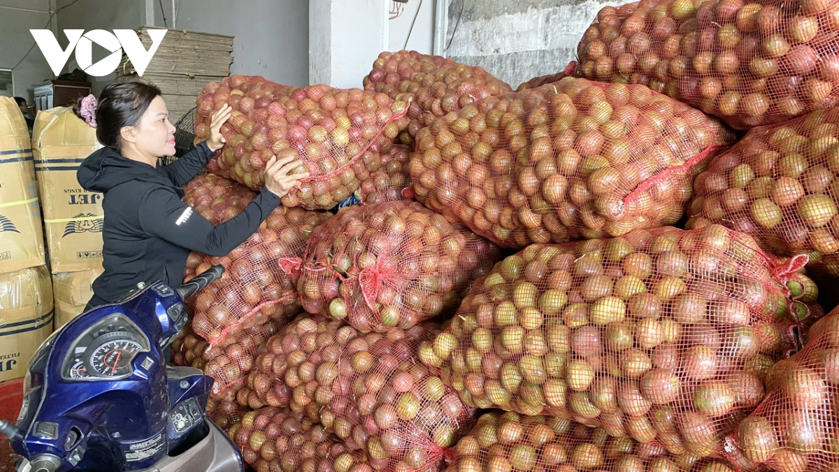 gia chanh day xuong thap, nguoi Dak lak bo chin khong thu hoach hinh anh 1