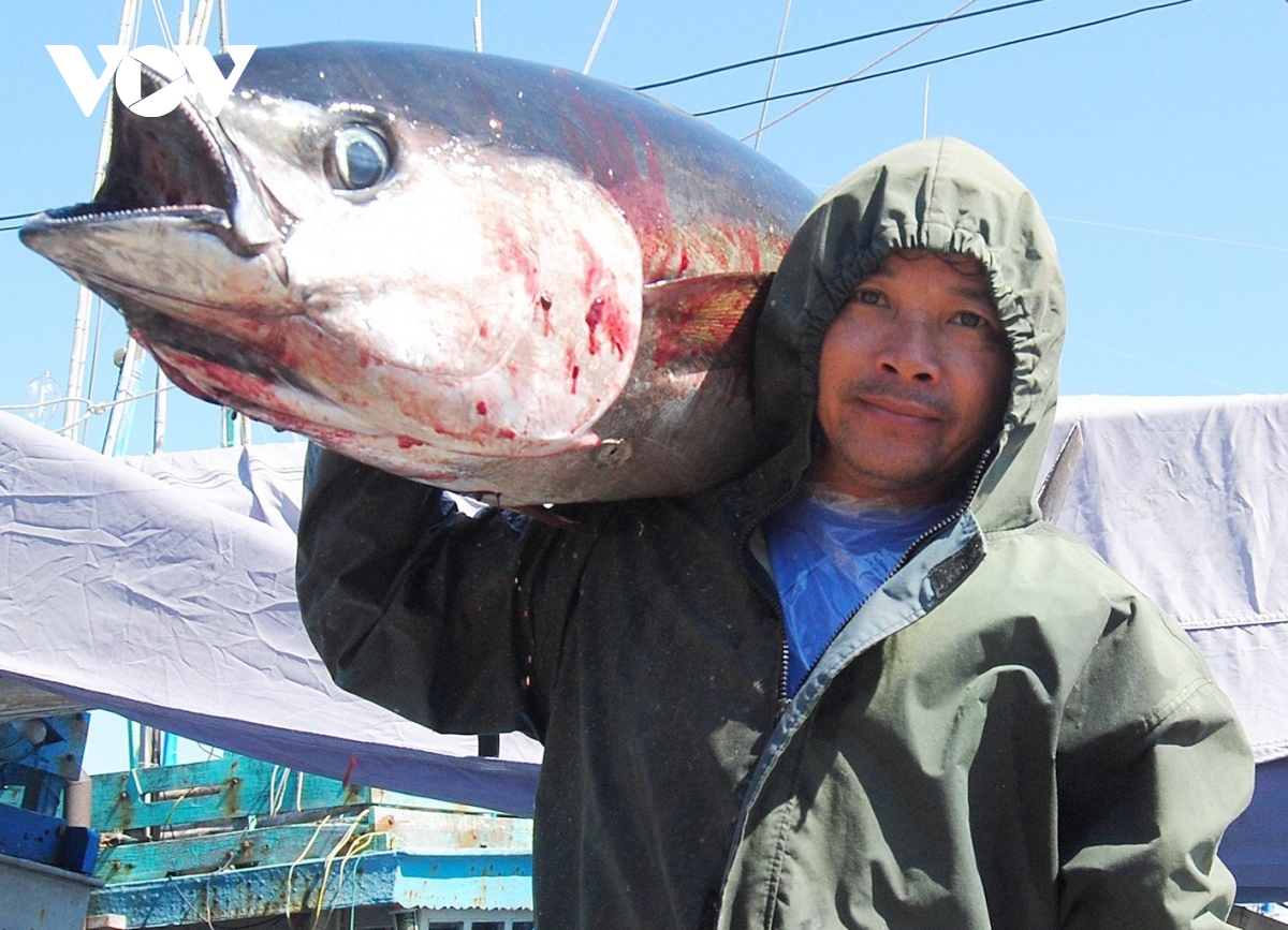 binh Dinh ung dung cong nghe trong bao quan ca ngu dai duong hinh anh 3